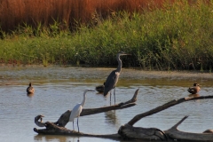 foto-3-720x480