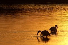 lago-dorato-720x480